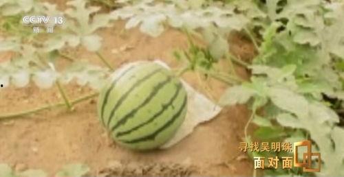国内吃瓜论坛,国内吃瓜论坛背后的故事与现象