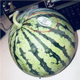 吃瓜国外网红,吃瓜群众眼中的海外网红风云录