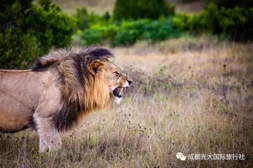bbgg狮子喵吃瓜,揭秘娱乐圈幕后风云