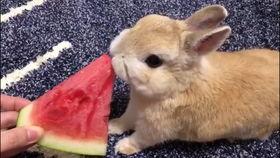 甜子兔吃瓜,甜子兔的瓜界探险记