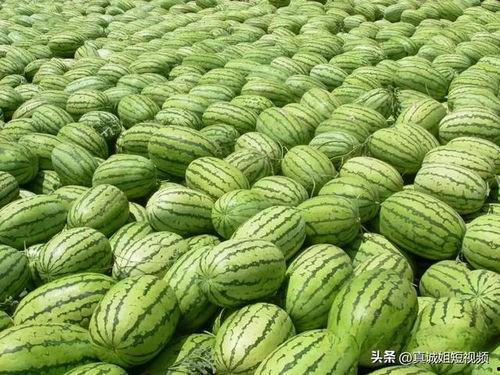 大瓜吃瓜的视频大全播放,视频大全热门播放盘点