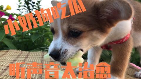 动物吃瓜声,揭秘动物们的“吃瓜”瞬间