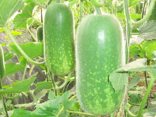 吃瓜图片大全,趣味横生的美食瞬间捕捉